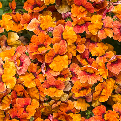 Nemesia 'Sunsatia® Blood Orange™