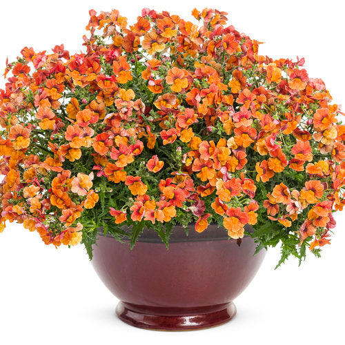 Nemesia 'Sunsatia® Blood Orange™