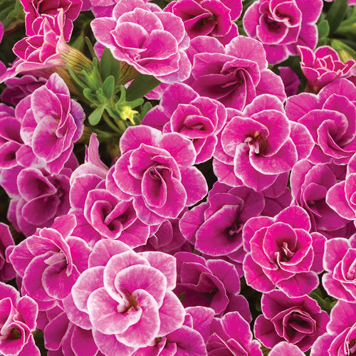 Calibrachoa 'Superbells® Doublette Love Swept™