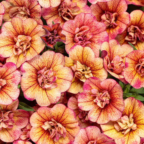 Calibrachoa 'Superbells® Double Vintage Coral™