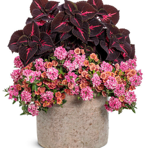 Calibrachoa 'Superbells® Double Vintage Coral™