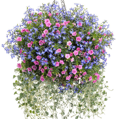 Calibrachoa 'Superbells® Doublette Love Swept™