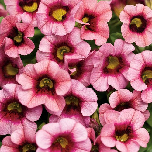 Calibrachoa 'Superbells® Strawberry Punch™