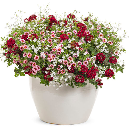 Calibrachoa 'Superbells® Strawberry Punch™