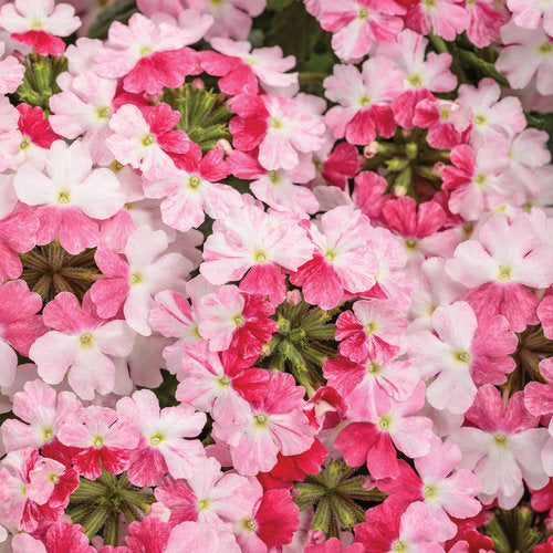 Verbena 'Superbena Sparkling® Rosé'