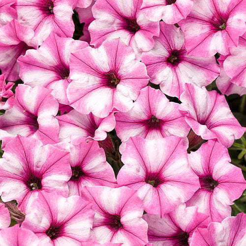 Petunia 'Supertunia Mini Vista® Pink Star'