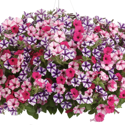 Petunia 'Supertunia Mini Vista® Pink Star'