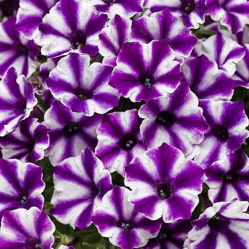 Petunia 'Supertunia Mini Vista® Violet Star'