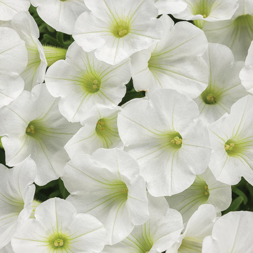 Petunia 'Supertunia Mini Vista® White'