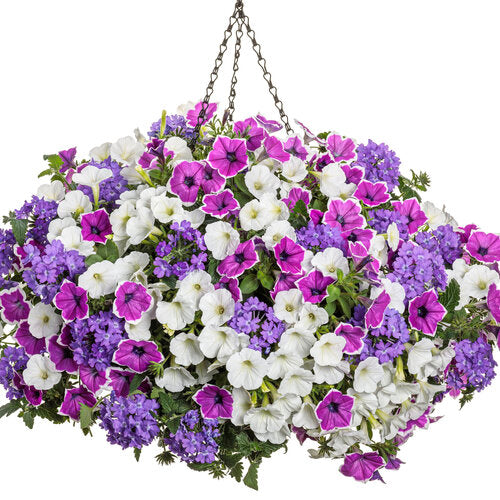 Petunia 'Supertunia Mini Vista® White'