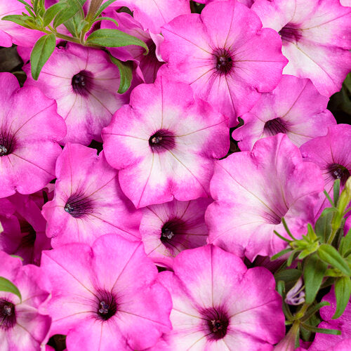 Petunia 'Supertunia Tiara® Pink'