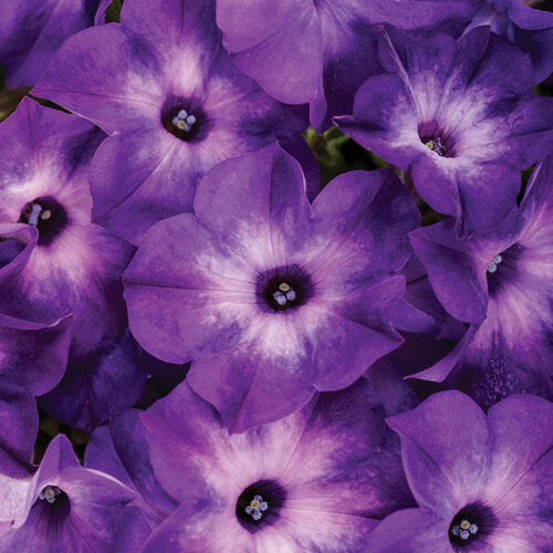 Petunia 'Supertunia Tiara® Blue'