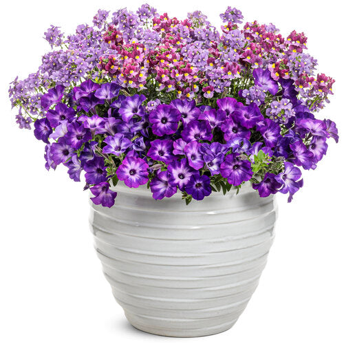 Petunia 'Supertunia Tiara® Blue'