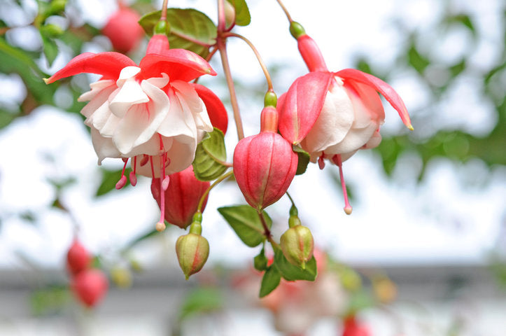 Fuchsia 'Trailing' Series