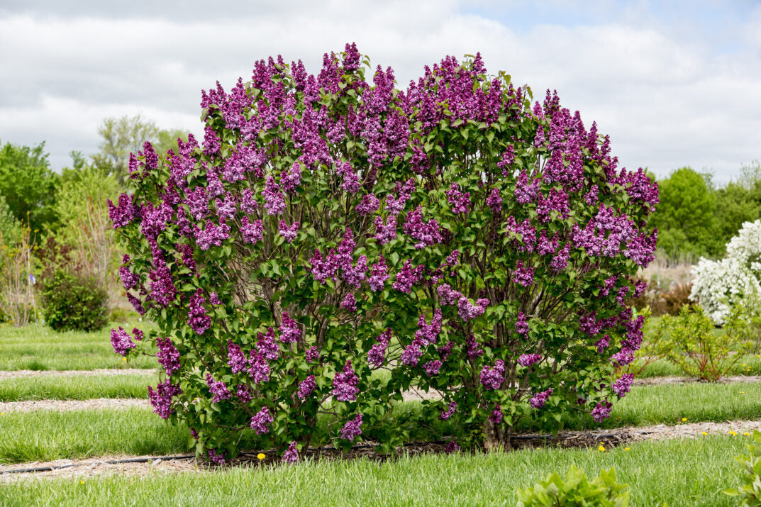 Lilac 'Virtual Violet'