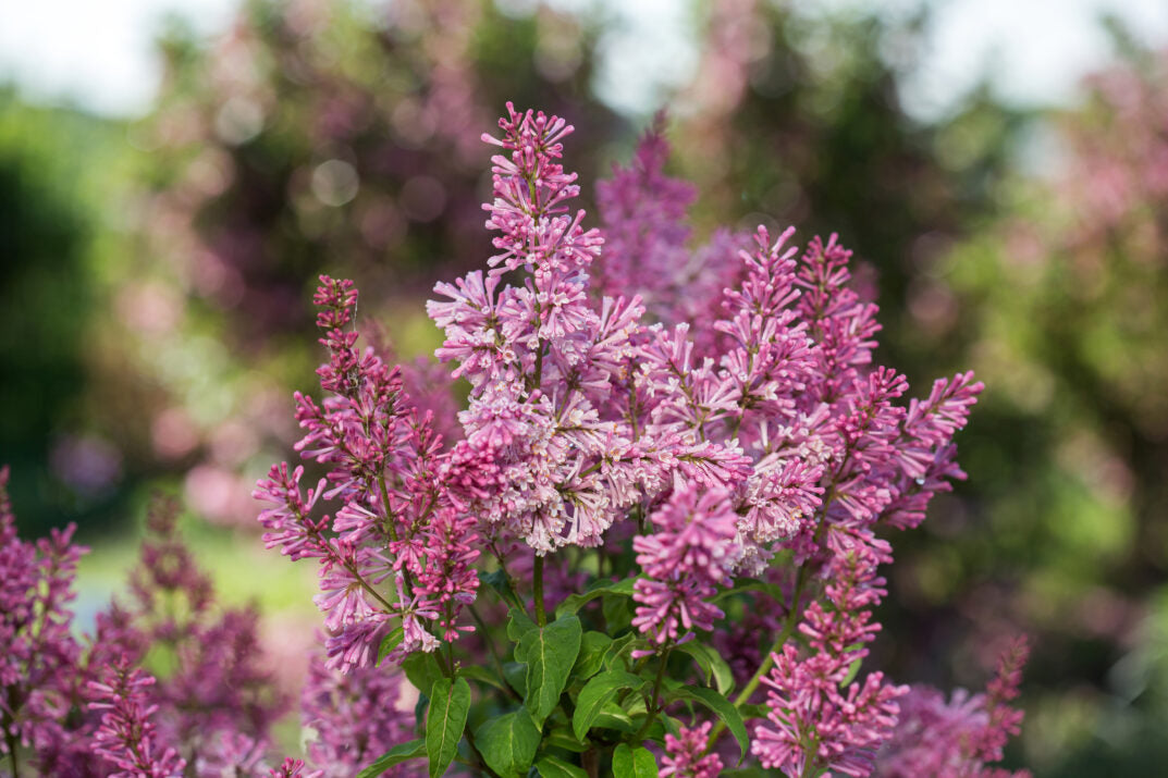 Lilac 'Pinktini'