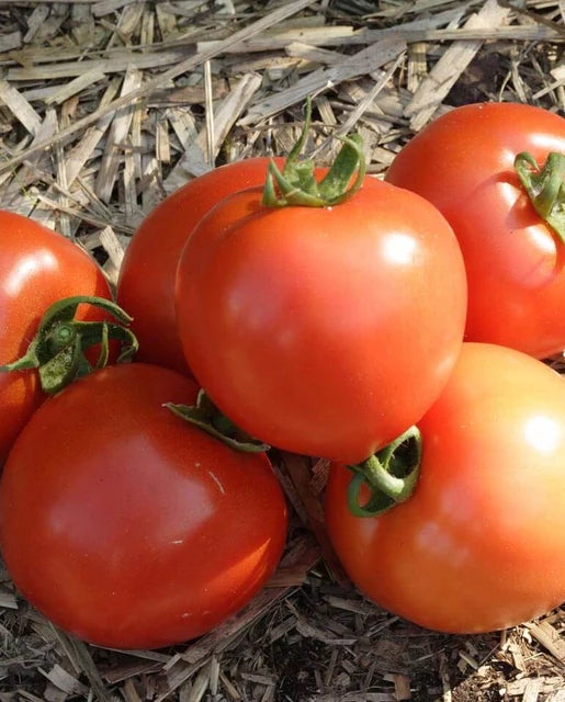 Early Girl Tomato