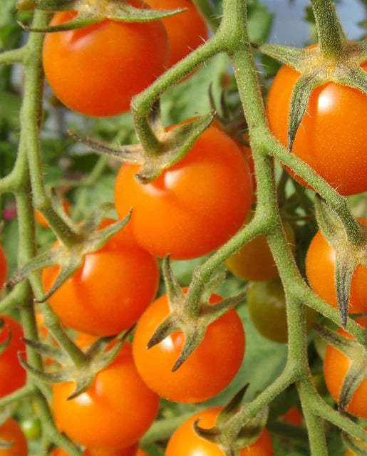 Sungold Cherry Tomato