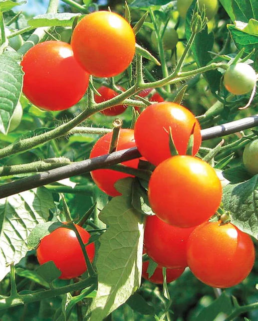 Gardener's Delight Cherry Tomato