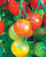 Tumbler Cherry Tomatoes - West Coast Seeds