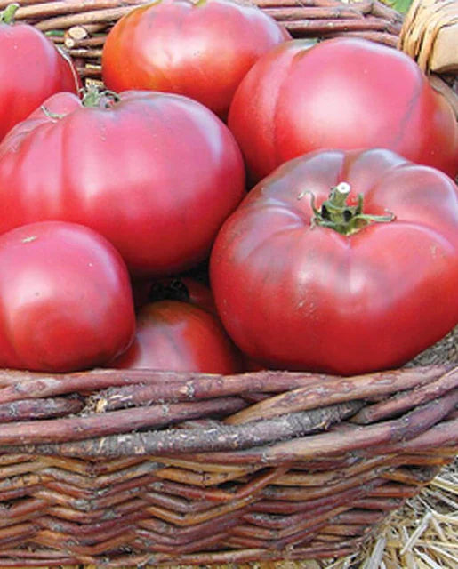 Black Krim Tomato