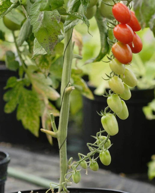 Sweet Hearts Grape Tomato