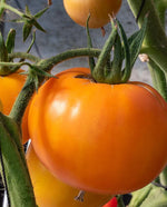 Old German Organic Tomatoes