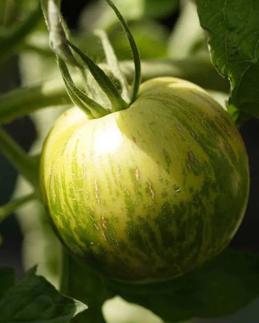 Green Zebra Organic Tomato