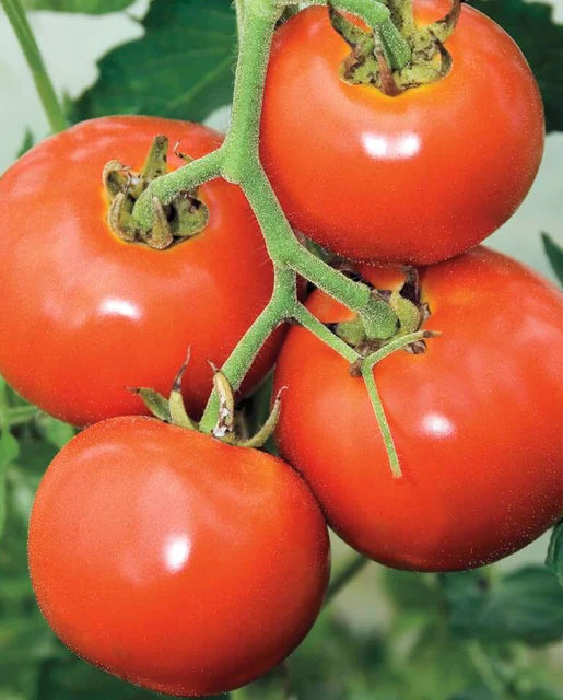 Manitoba Tomato