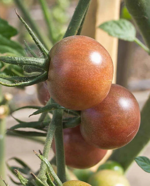 Black Cherry Tomato