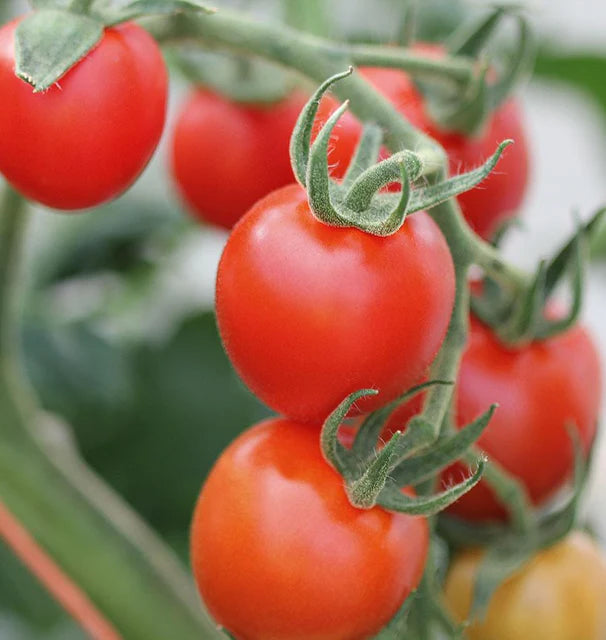 Mountain Magic Tomato
