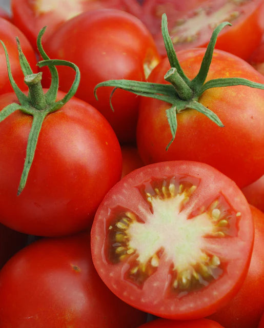 Glacier Organic Tomato