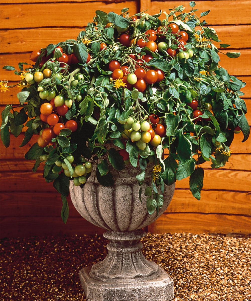 Cherry Tomato 'Tumbler'