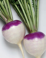 Purple Prince Turnip - West Coast Seeds