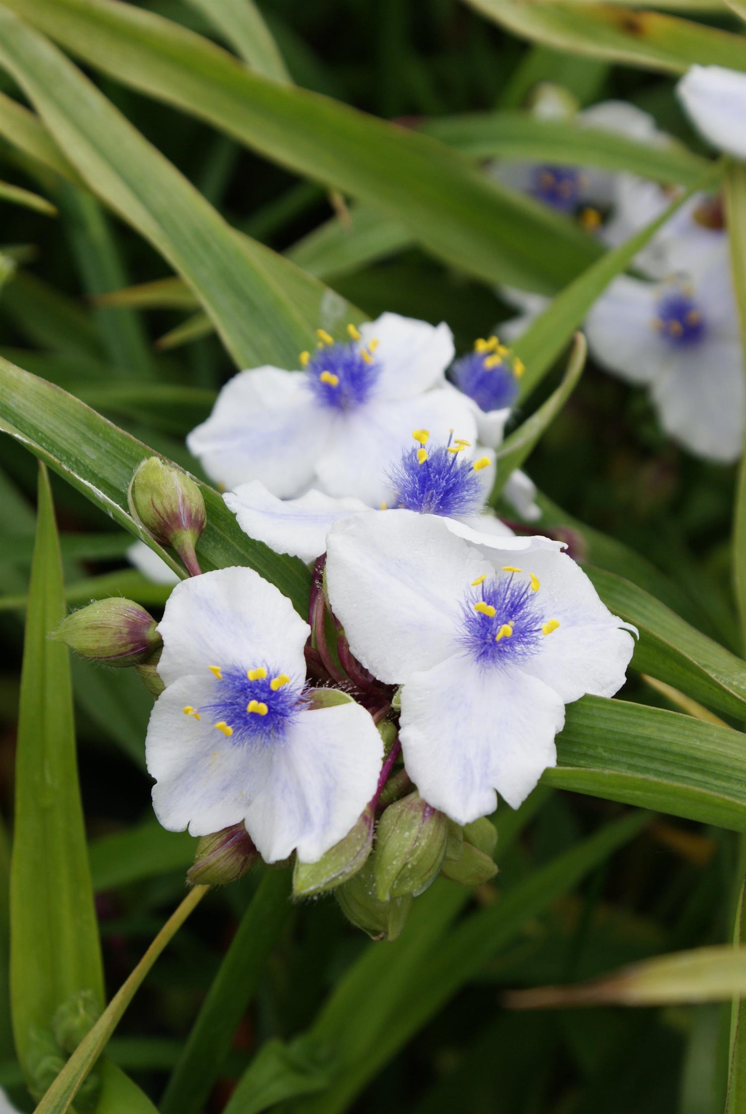 Tradescantia Osprey White & Blue