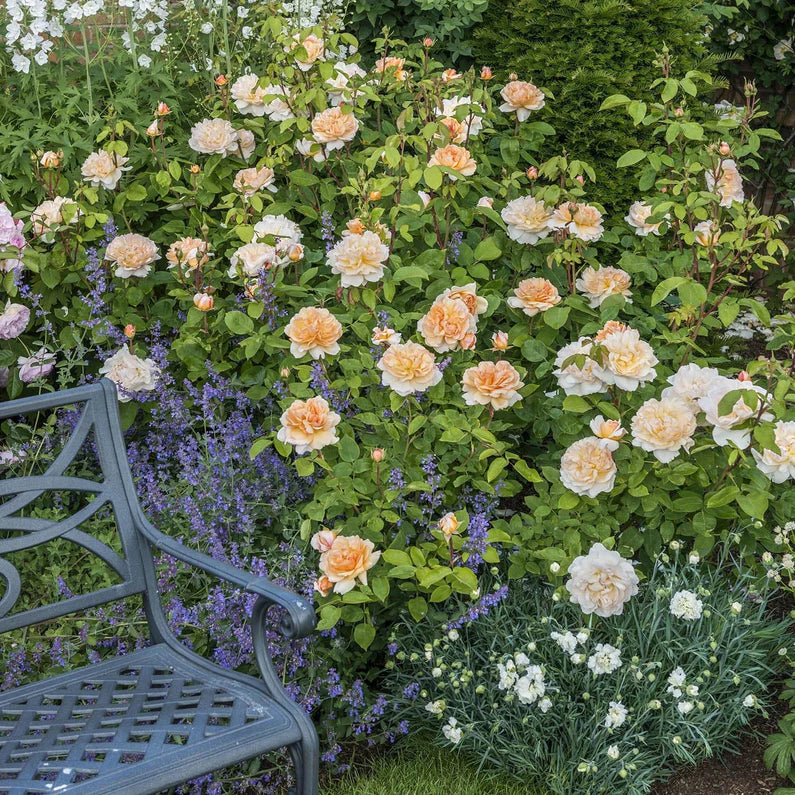 The Lady Gardener Rose - David Austin