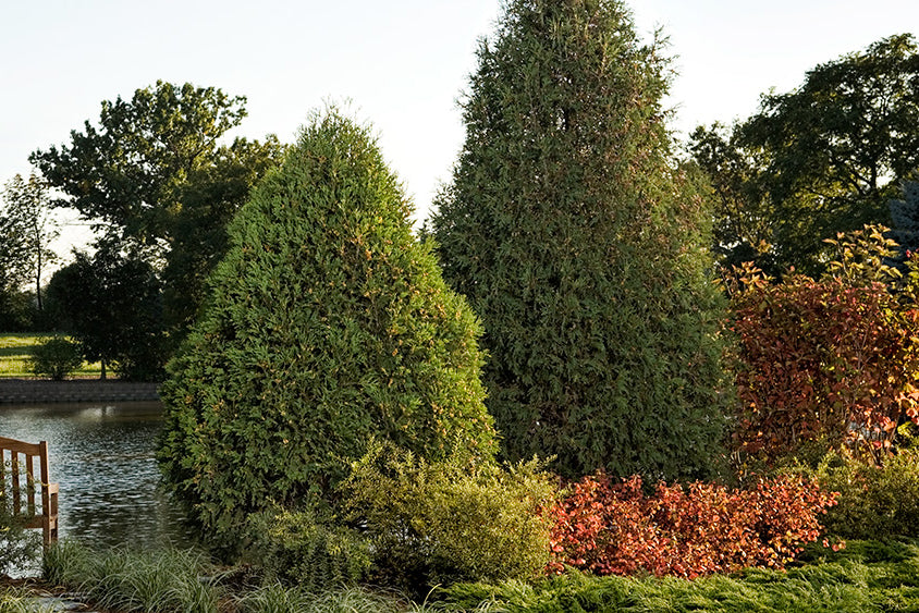 Cedar 'Technito'