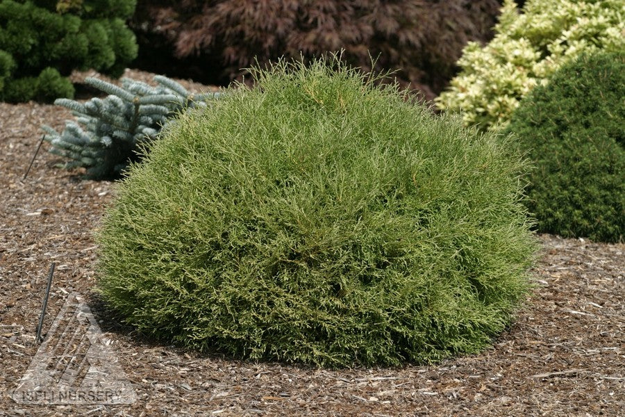 Cedar 'Mr. Bowling Ball'