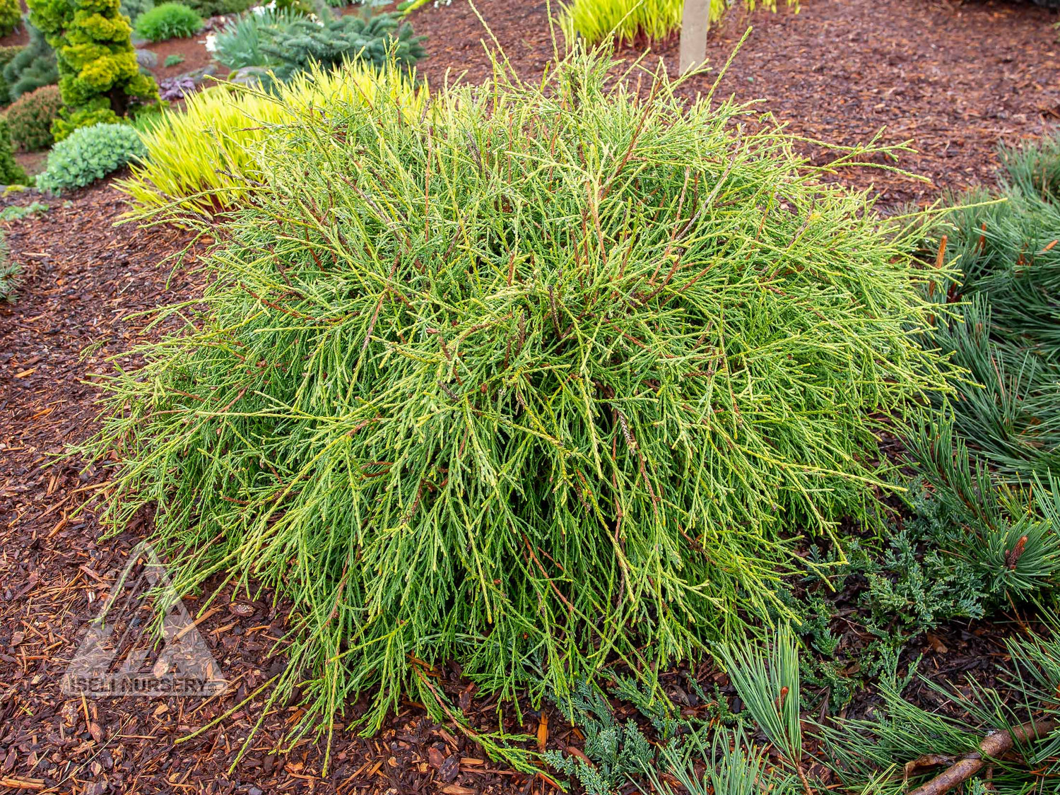 Cedar 'Filiformis'