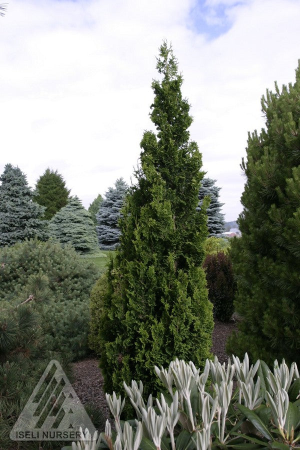 Cedar 'Zmatlik'