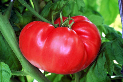 Tomato 'Henderson Winsall'