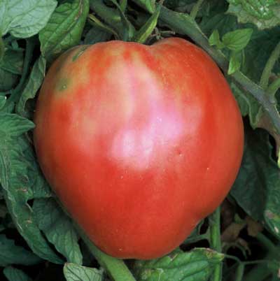 Tomato 'Hungarian Heart'