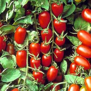 Cherry Tomato 'Juliet'