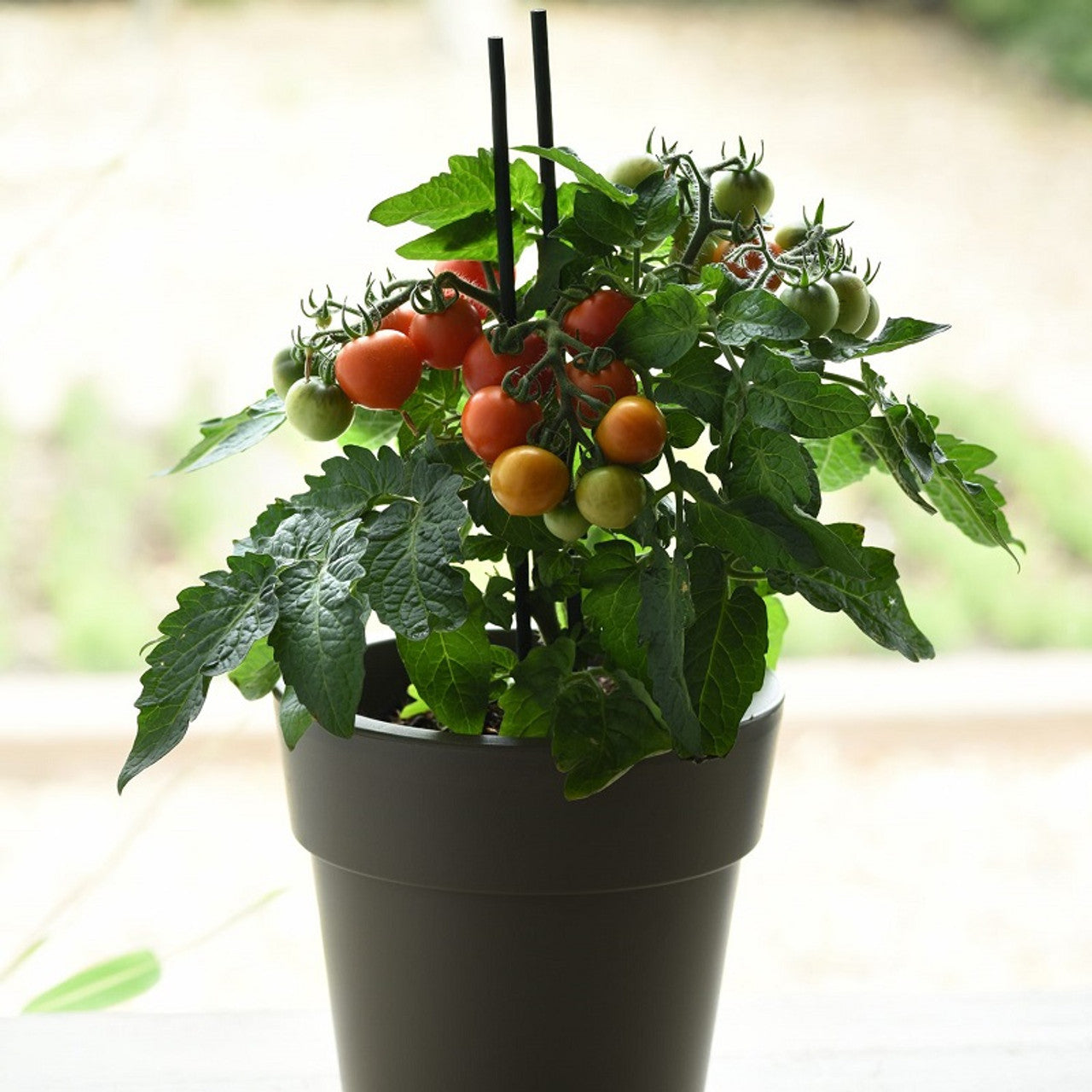 Cherry Tomato 'Kitchen Mini Red Velvet'