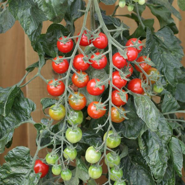 Cherry Tomato 'Rapunzel'