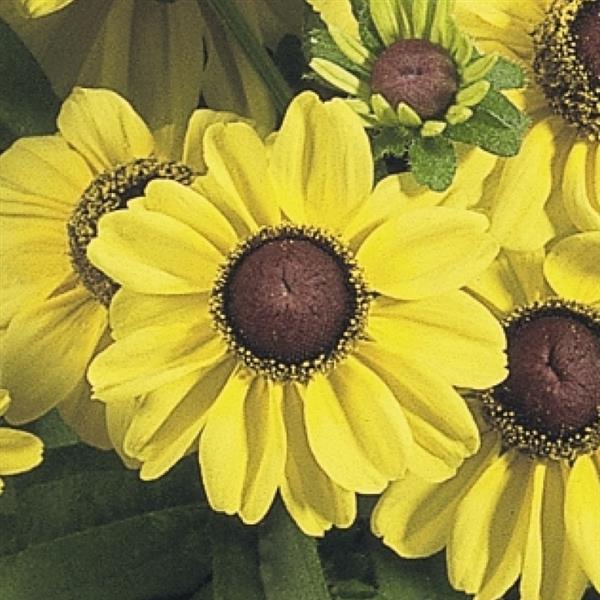 Rudbeckia 'Toto' Series