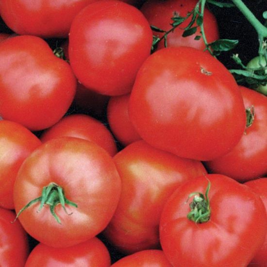 Ultrasweet Tomato