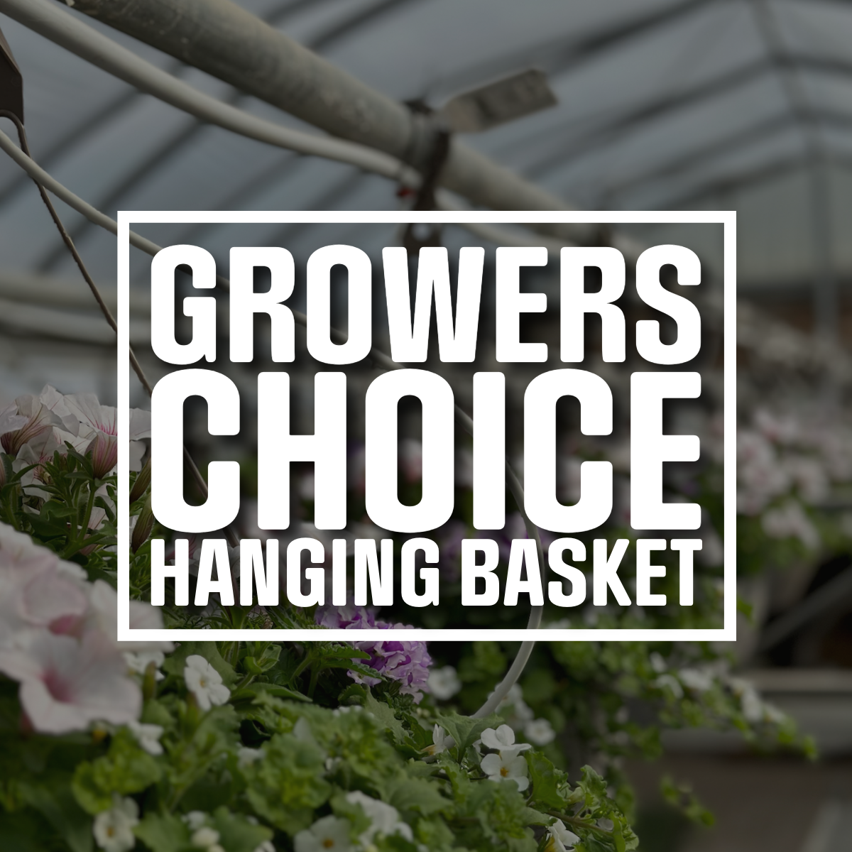 Growers Choice Hanging Baskets