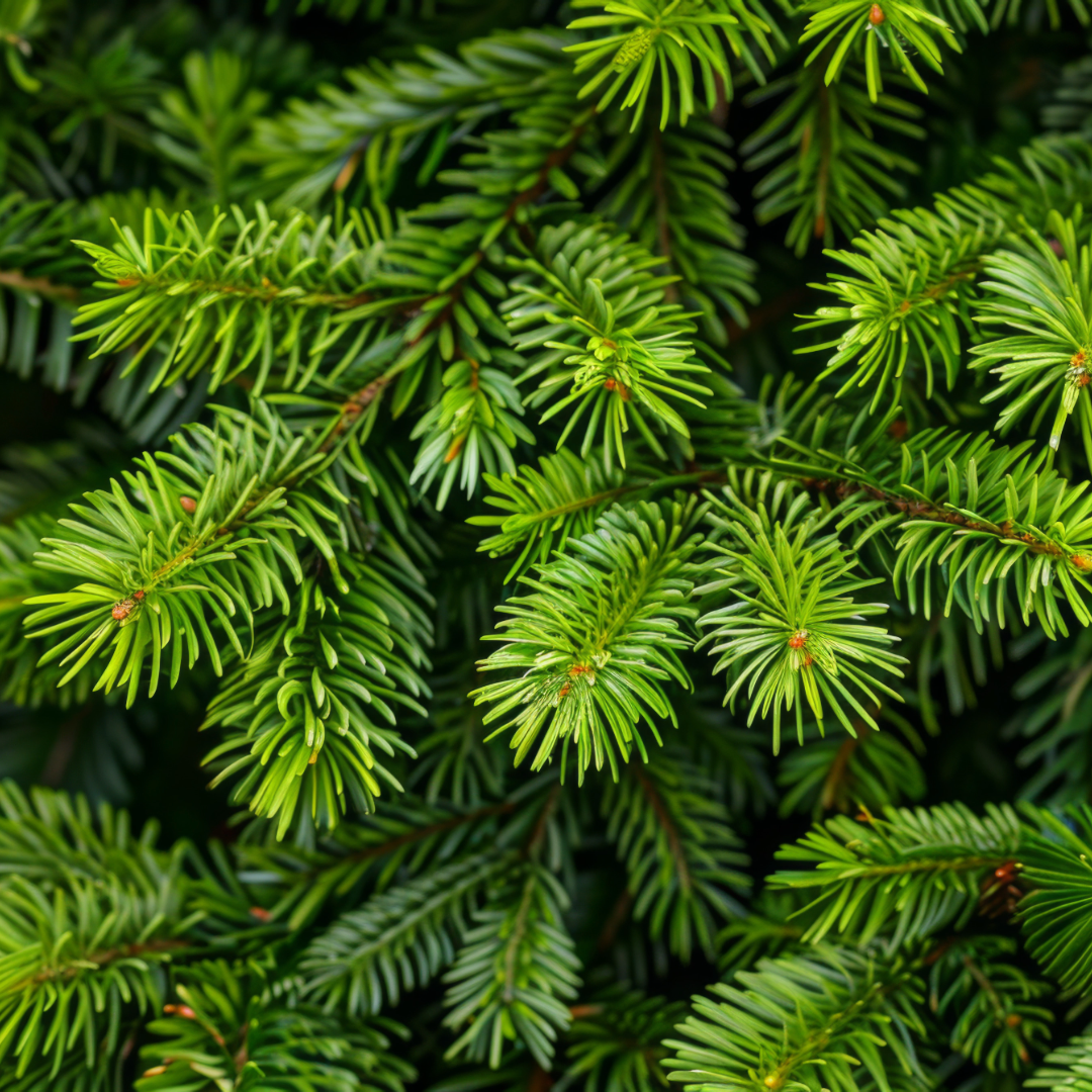 Douglas Fir Bunch