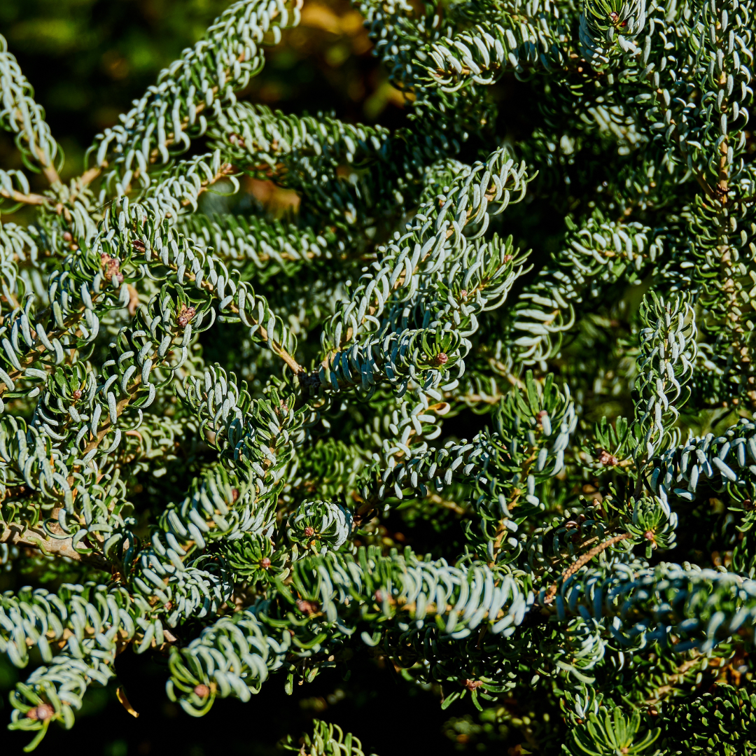 Silver Fir Bunch